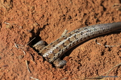Trachylepis capensis