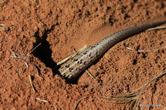 Trachylepis capensis