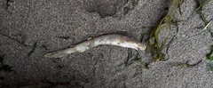 Scyliorhinus canicula