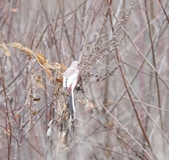 Carpodacus sibiricus sibiricus