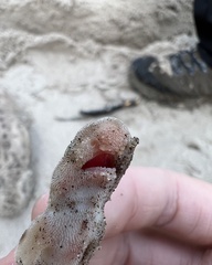 Scyliorhinus canicula