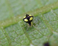 Theridula