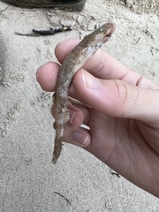 Scyliorhinus canicula