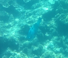 Chlorurus microrhinos