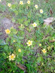 Modiolastrum malvifolium