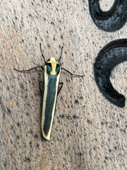 Chrysorabdia vilemani