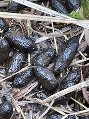 Capreolus capreolus