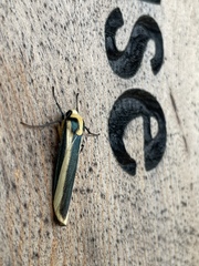 Chrysorabdia vilemani