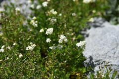 Galium anisophyllon