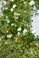Galium anisophyllon