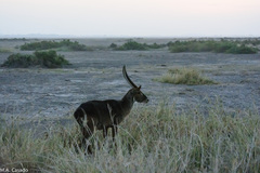 Kobus ellipsiprymnus