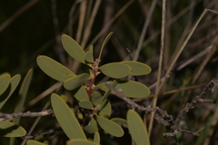 Hakea incrassata