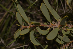 Hakea incrassata