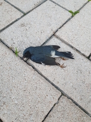 Setophaga caerulescens