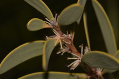 Hakea incrassata