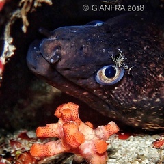 Periclimenes amethysteus