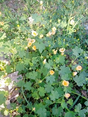 Modiolastrum malvifolium