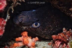 Periclimenes amethysteus