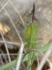 Micrommata virescens