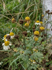 Tanacetum parthenium