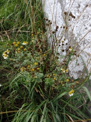 Tanacetum parthenium