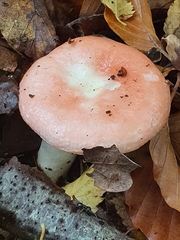 Russula betularum