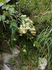 Tanacetum parthenium