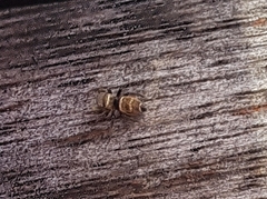 Heliophanus tribulosus