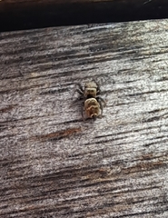 Heliophanus tribulosus