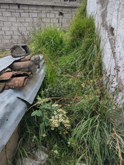 Tanacetum parthenium