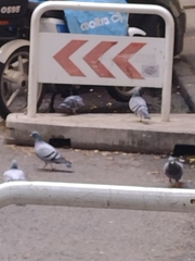 Columba livia domestica