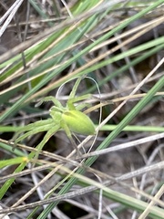 Micrommata virescens