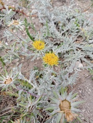 Berkheya heterophylla