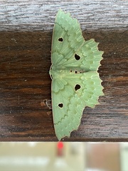 Chlorodontopera discospilata