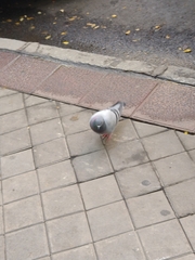 Columba livia domestica