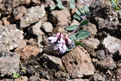 Astragalus tugarinovii