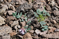 Astragalus tugarinovii