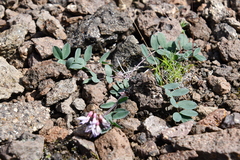 Astragalus tugarinovii