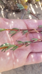 Lampranthus stenopetalus