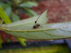 Ophiocordyceps unilateralis