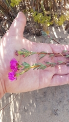 Lampranthus stenopetalus