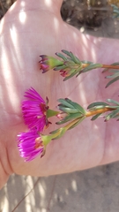 Lampranthus stenopetalus