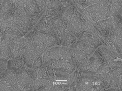 Quercus pauciradiata