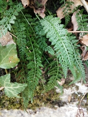 Asplenium fontanum