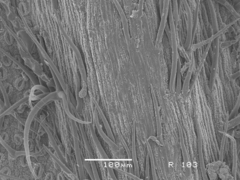 Quercus pauciradiata