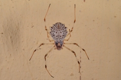 Herennia multipuncta