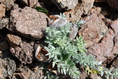 Oxytropis putoranica