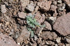 Oxytropis putoranica