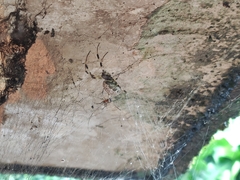 Nephilengys malabarensis