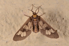 Eressa confinis